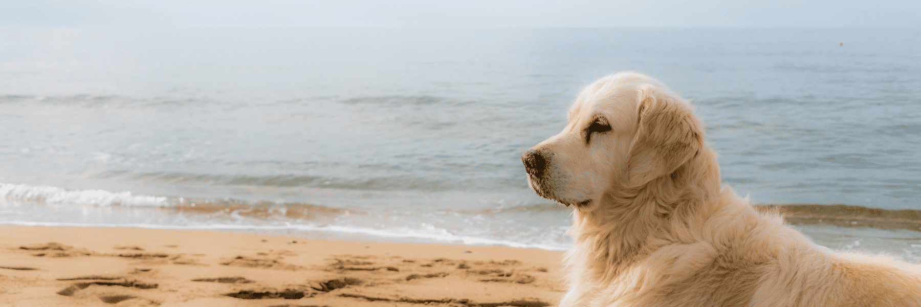 Oral Pathology | Oral Surgeon